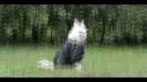 Белая швейцарская овчарка