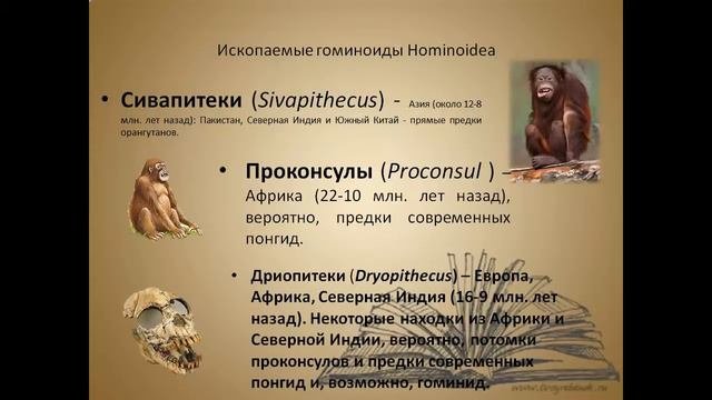 Антропосоциогенез