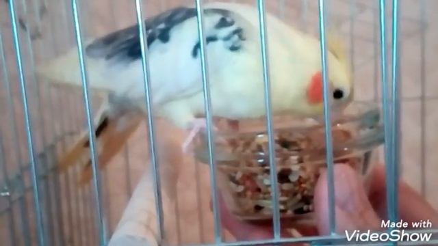 ПОПУГАЙЧИК РОЗА КУШАЕТ  ПОПУГАЙ КОРЕЛЛА  ЕСТ С РУКИ