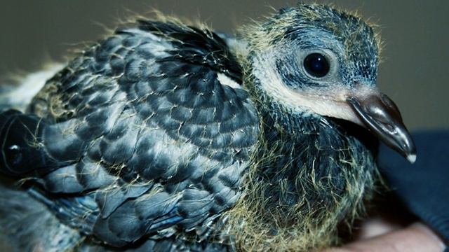 ПОЧЕМУ МЫ НИКОГДА НЕ ВИДИМ ПТЕНЦОВ ГОЛУБЕЙ?ТАЙНА РАСКРЫТА смотреть онлайн