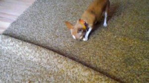 Чихуахуа Нюра просит кушать ❤ Chihuahua asks to eat.mp4