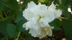 33  Жасмин.  Дачные картинки 2018