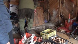 СЕМЕННОЙ КАРТОФЕЛЬ ВЫКОРМИЛИ МОНСТРА