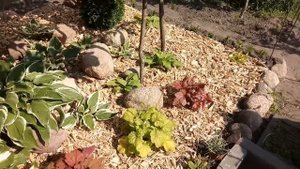 Благоустройство цветника. Мульчирование цветника. Хосты, гейхеры, брунера