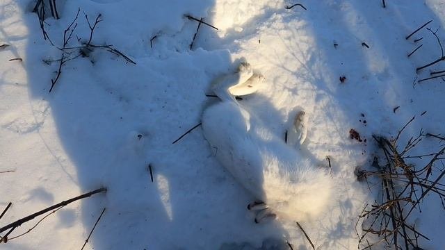 Камчатка, два дня охоты на зайчика.