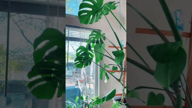 Look what came into our INDOOR JUNGLE!! 👀