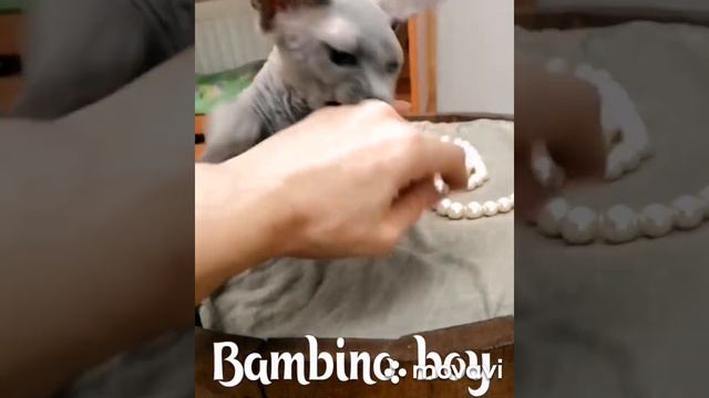 Blue kitten Bambino