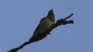 трели соловья, Соловей, Великий Новгород, 21.05.2022.mp4