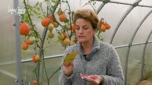 ТОП -10   томатов от Натальи Петренко / Сезон 2020 . Посадите, не пожалеете