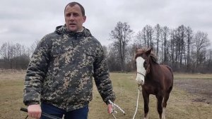 Если лошадь кусается, что делать? Устранение нежелательного поведения вашей лошади.