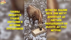 Не лось и не бык: кто такие такины и где они живут