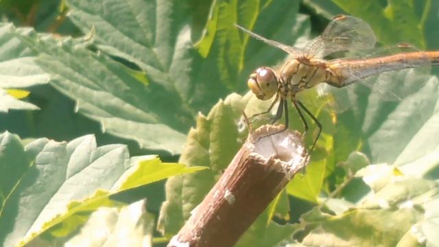 Самка стрекозы кроваво-красной смотреть онлайн