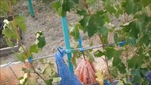 ТАНГРА  Мягкосемянный виноград