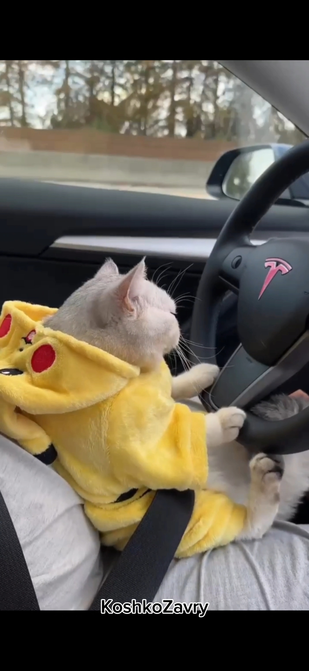 Коты за рулем