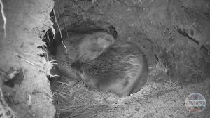 Поведение бобров внутри хатки