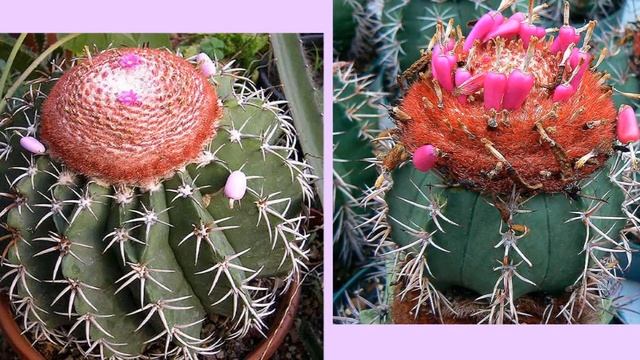 Мелокактус смотреть онлайн