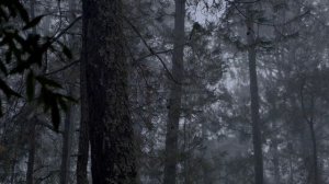 Лесной дождь (для фона)