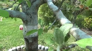 5 Тля и садовые муравьи - это вообще не проблема! Делайте как я и они уйдут сами, с чемоданами!