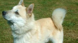 Norwegian Buhund - TOP 10 Interesting Facts