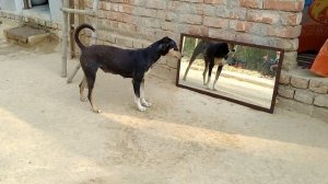 Mirror Prank Funny Dog ?? || 5starfun ||