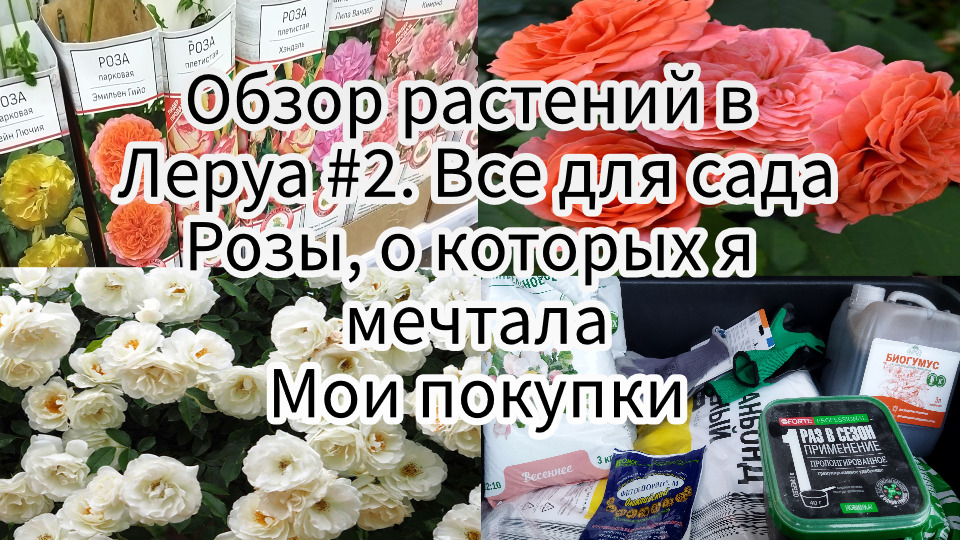 Обзоры цветов. Леруа Мерлен сад. Цветок 10 февраля. Цветок роза на Гавайях. Цветочный магазин 2022.