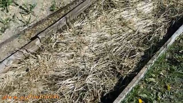 Огуречная грядка и сидерат  Посев огурцов