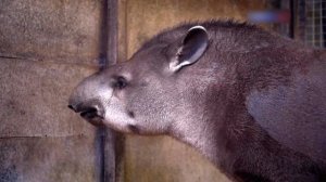 Мытье тапира. pure tapir