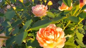 Шедевр Роза Леди оф Шалот (Lady of Shalott)