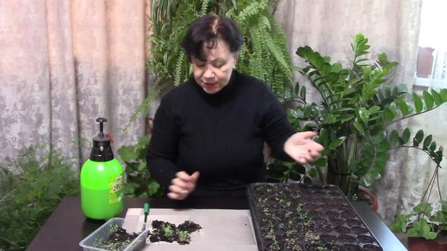 Выращивание колокольчика  скученного из семян.mp4