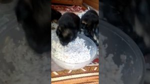 Чем кормить щенков немецкой овчарки