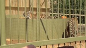 Открытие парка львов ЗЕМЛЯ ПРАЙДА??