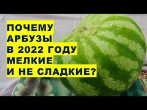 Почему арбузы в 2022 году выросли мелкими и без вкуса?