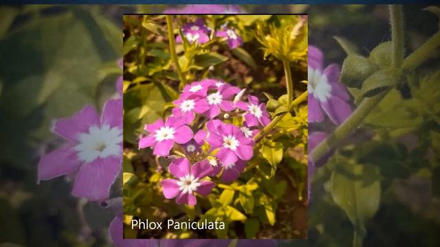 Shutdown period || My Garden Flowers || Flowers Quiz || Guess Flowers Picture || Enjoying At Home | смотреть онлайн