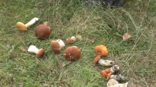 Тихая Охота или Поход в лес за Белыми Грибами ( Вадим Старов Экотуризм Тверская область) смотреть онлайн