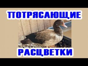 БРОНЗА такого невероятного окраса вы никогда не видели! Генетика мускусных уток часть4