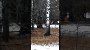 Битва самцов лани