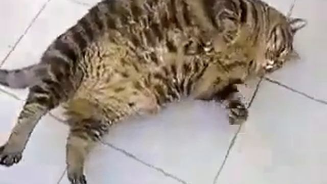 Кот объелся котлет Юмор! Прикол! Смех смотреть онлайн