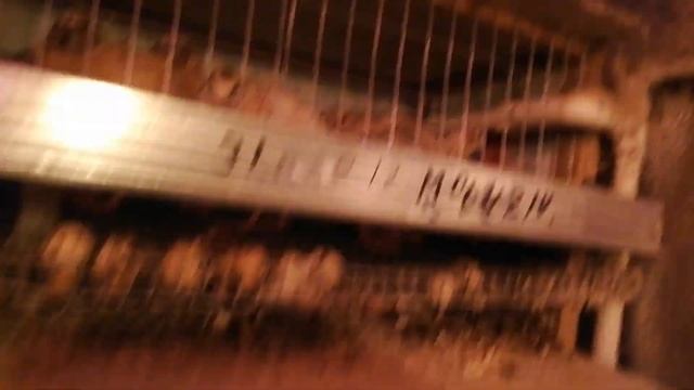 Чёрная часть перепеловодства смотреть онлайн