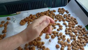 Абрикосовые косточки. Вредные выбросим, полезные оставим.