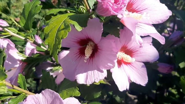 ЦВЕТЕНИЕ Гибискуса. Китайская роза садовая. #hibiscus #Flowersinthegarden #rose смотреть онлайн