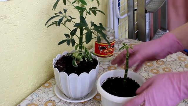 Шеффлера - Размножение. Мой опыт. [Надежда и Мир]