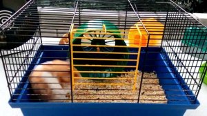 Выбор клетки для хомяка. Почему НЕЛЬЗЯ покупать маленькие клетки.