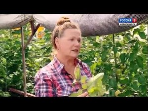 Болезни томатов. Шубина Людмила Николаевна. Сад Шубиной.