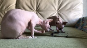 Смешные Сфинксы ?нашли новую игрушку?