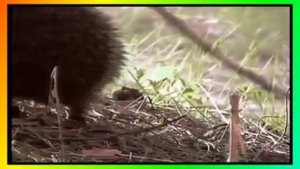 "ЁЖИК" Д.Кабалевский