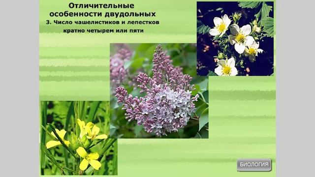 Общая характеристика класса Двудольные