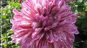 Декоративные георгины (макси) часть 5