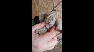 Перепёлки породы Селадон, быстро определяем пол.