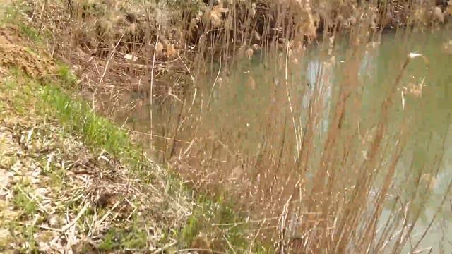 Пруд карп карась смотреть онлайн