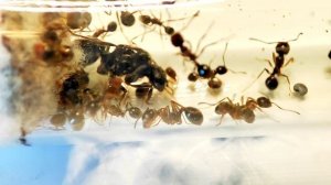 КАКИХ РАЗМЕРОВ БЫВАЮТ МУРАВЬИ? ОБЗОР И СРАВНЕНИЕ МУРАВЬЕВ \\ ТАПОК МИРА